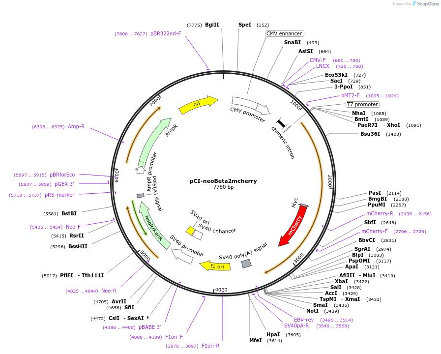 45097-plasmid-map-sequence-id-62596