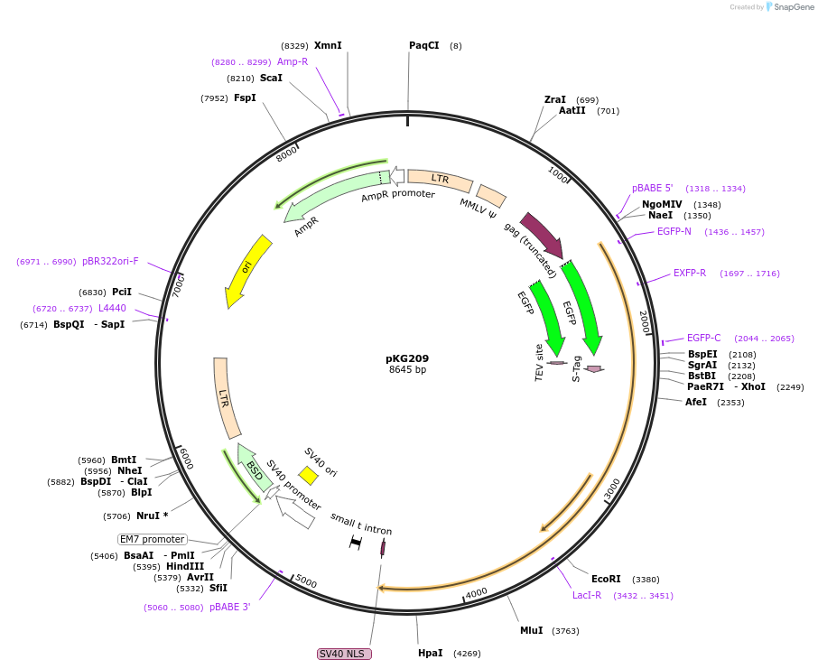 45109-plasmid-map-sequence-id-62604