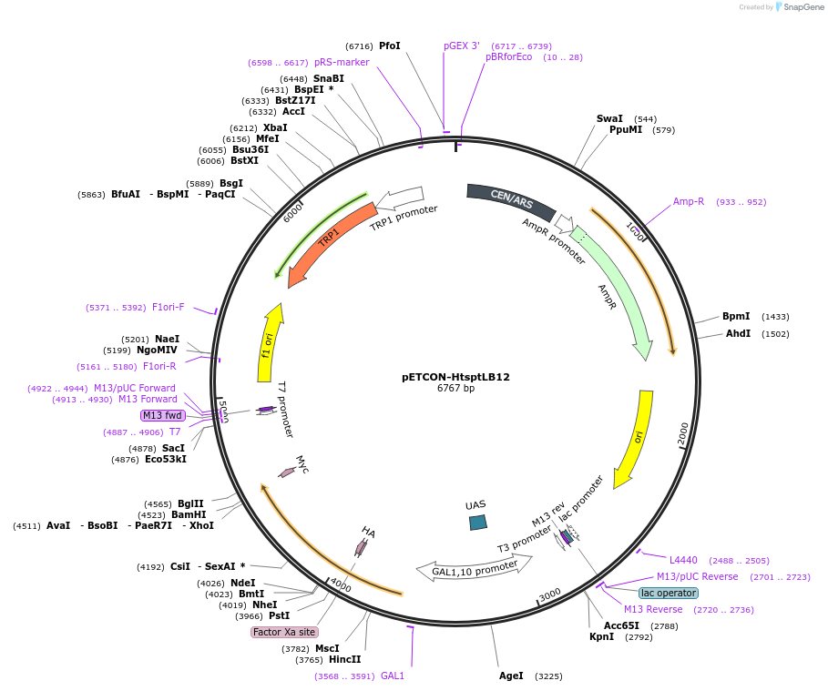 45120-plasmid-map-sequence-id-62613