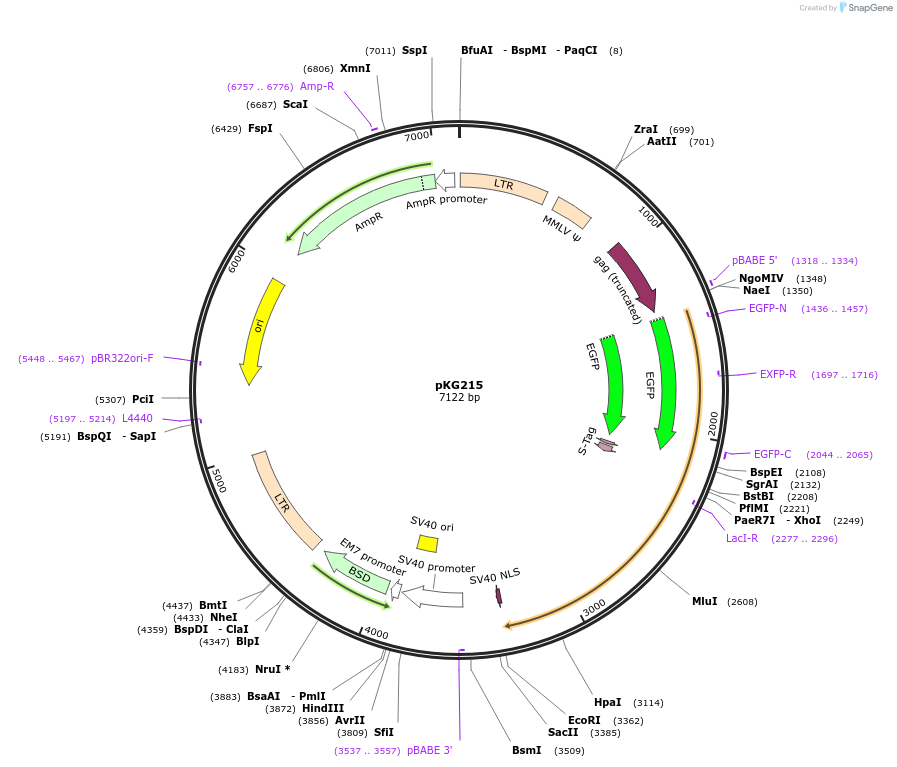 45110-plasmid-map-sequence-id-62615