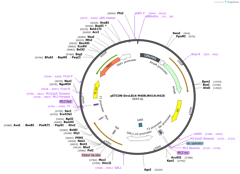 45125-plasmid-map-sequence-id-62617