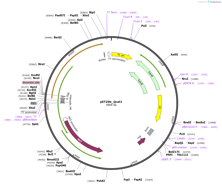 45129-plasmid-map-sequence-id-62643