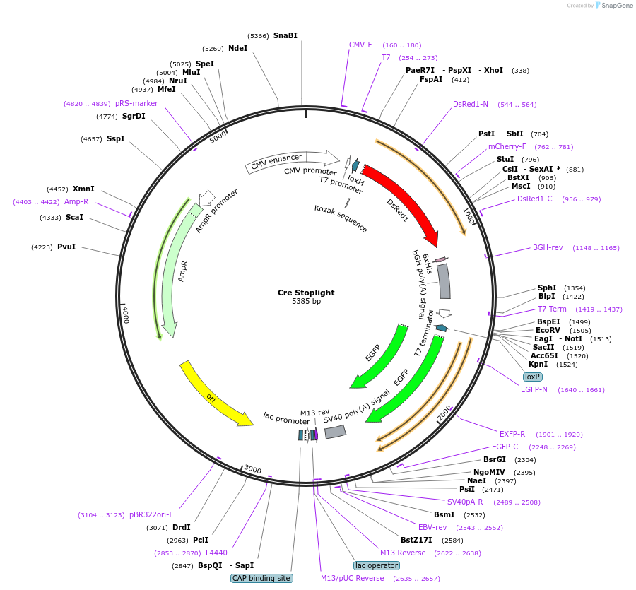 45150-plasmid-map-sequence-id-62684