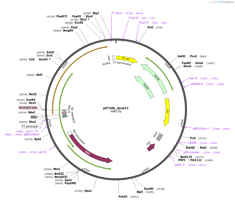 45139-plasmid-map-sequence-id-62797