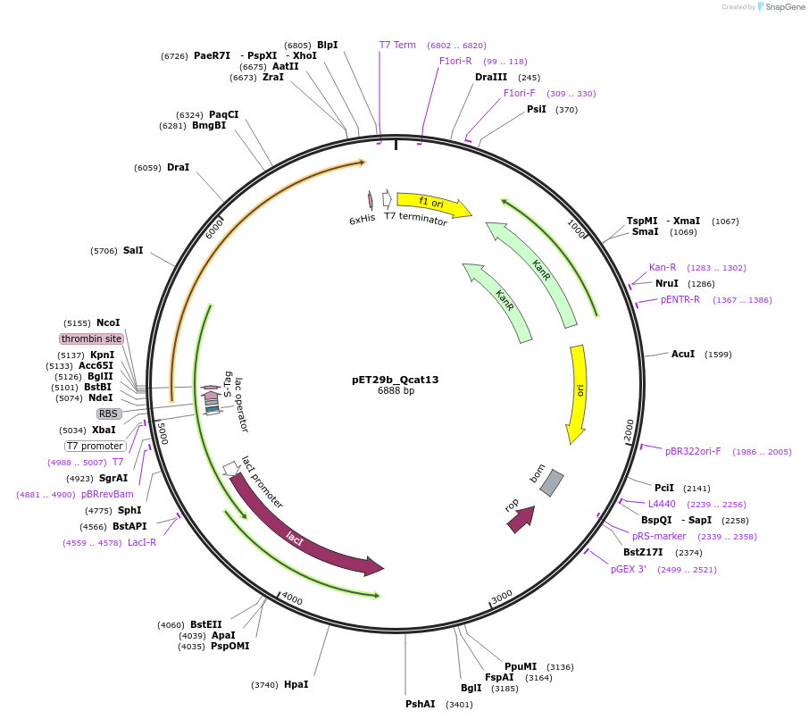 45141-plasmid-map-sequence-id-62800