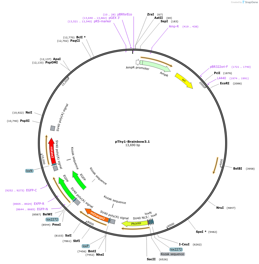 45178-plasmid-map-sequence-id-62866