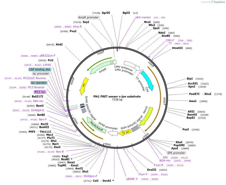 45203-plasmid-map-sequence-id-62958
