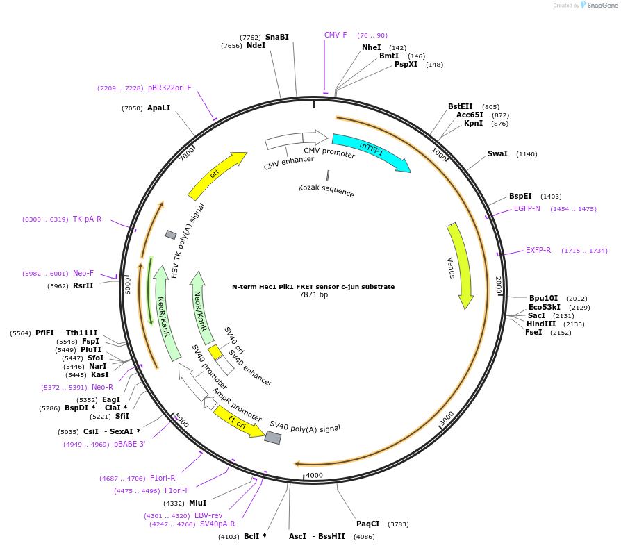 45204-plasmid-map-sequence-id-62959