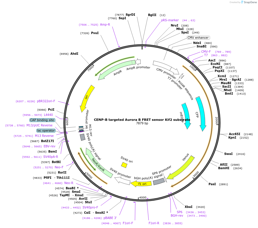 45214-plasmid-map-sequence-id-62963
