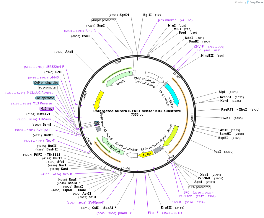 45215-plasmid-map-sequence-id-62964