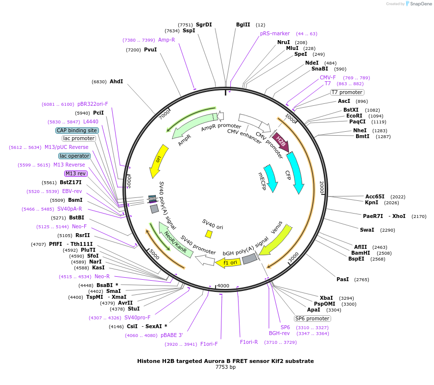 45216-plasmid-map-sequence-id-62967