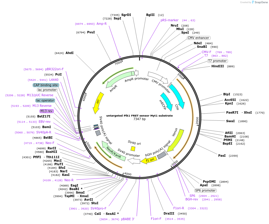 45217-plasmid-map-sequence-id-62968