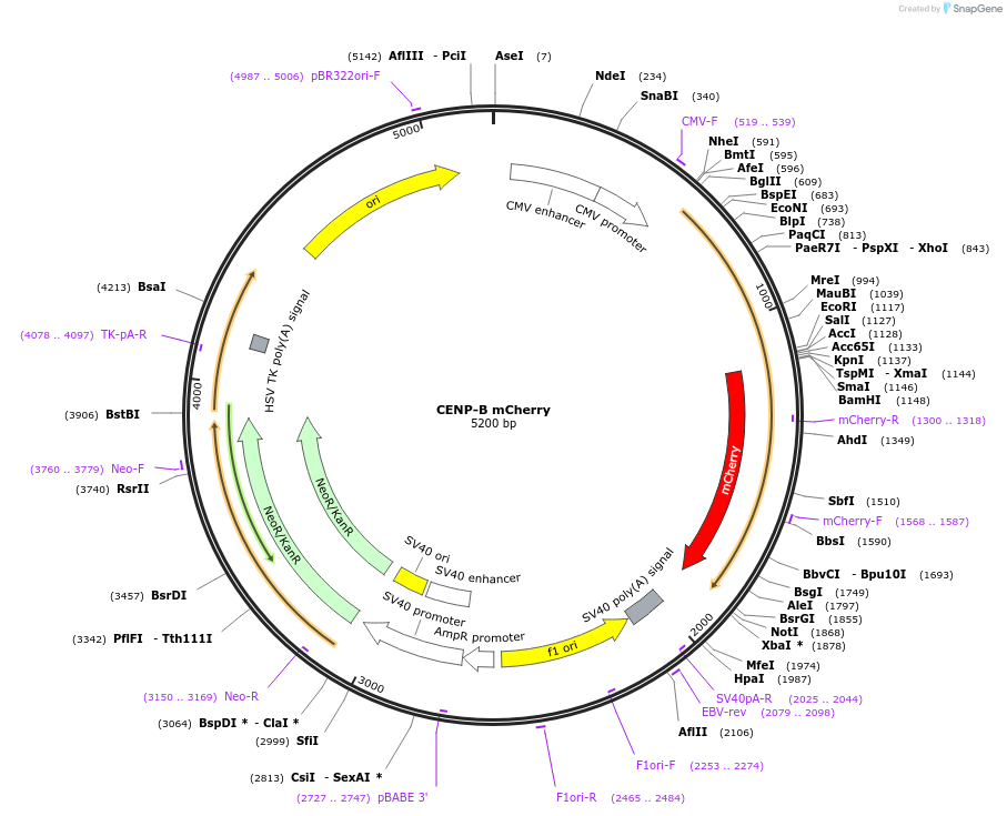 45219-plasmid-map-sequence-id-62969