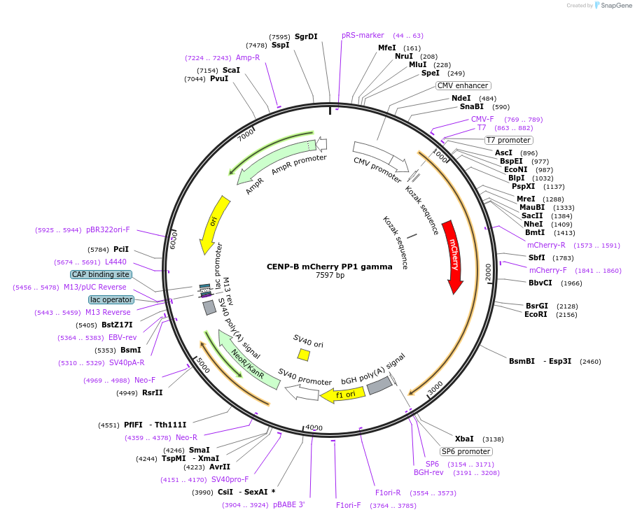 45221-plasmid-map-sequence-id-62970