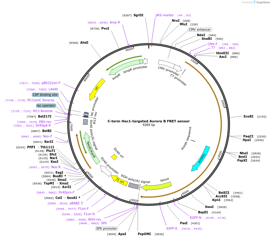 45222-plasmid-map-sequence-id-62971