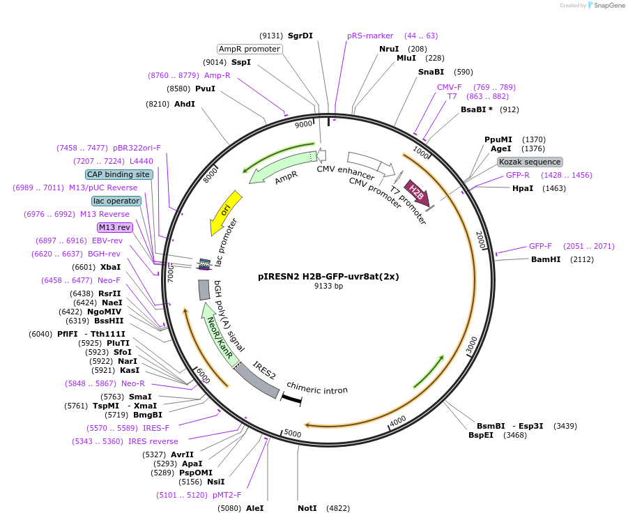 44970-plasmid-map-sequence-id-63259