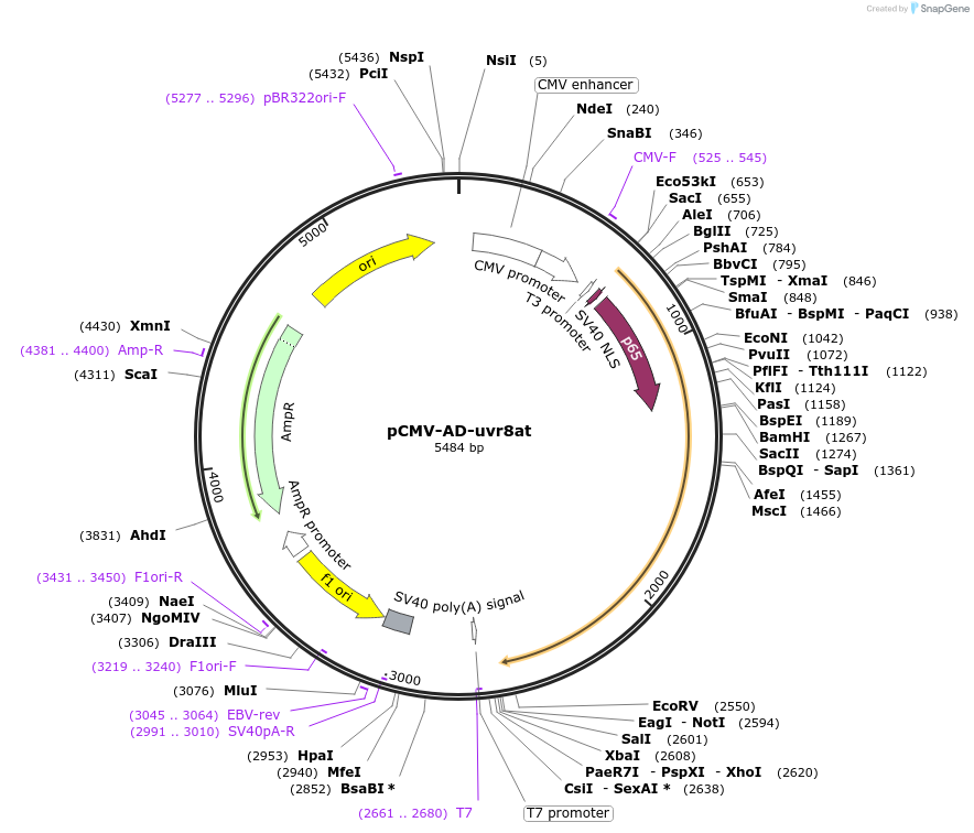 44971-plasmid-map-sequence-id-63276