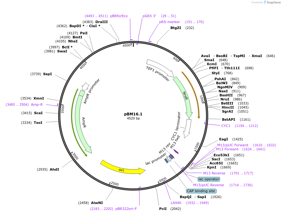 45345-plasmid-map-sequence-id-63304