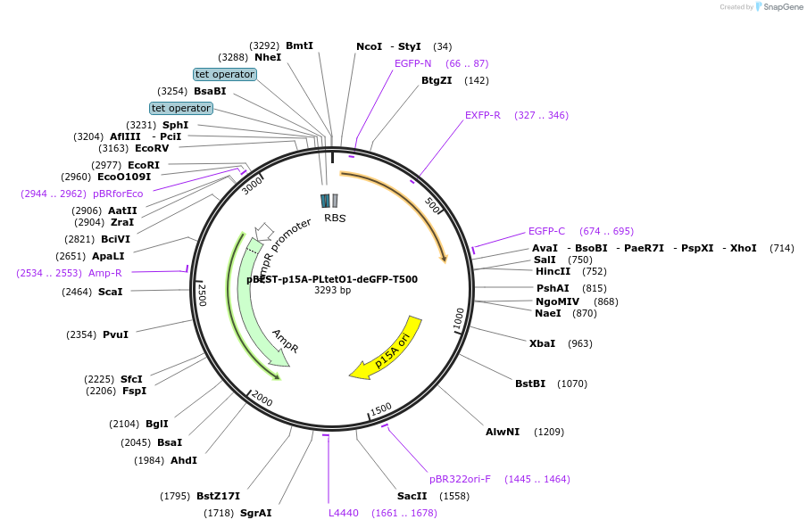 45392-plasmid-map-sequence-id-63377