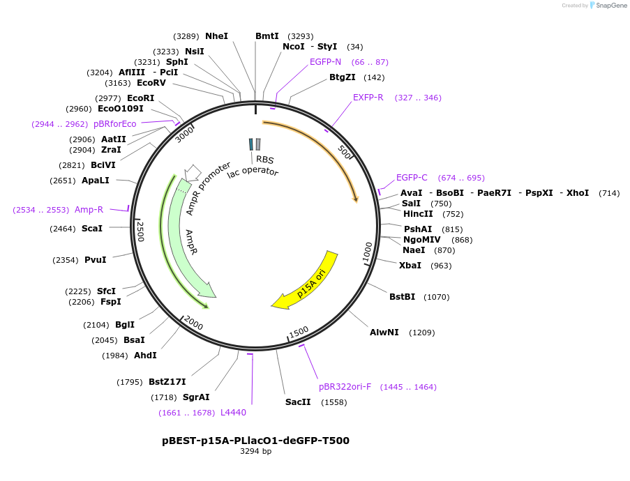 45394-plasmid-map-sequence-id-63379