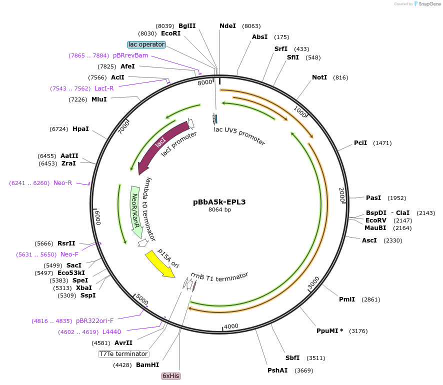 45401-plasmid-map-sequence-id-63416