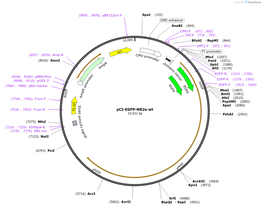 45445-plasmid-map-sequence-id-63441