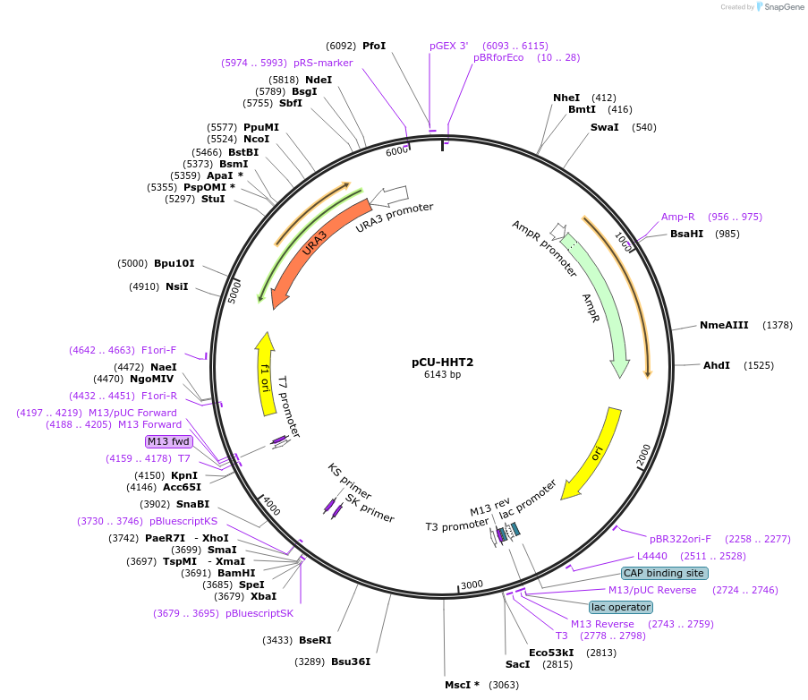 45319-plasmid-map-sequence-id-63455