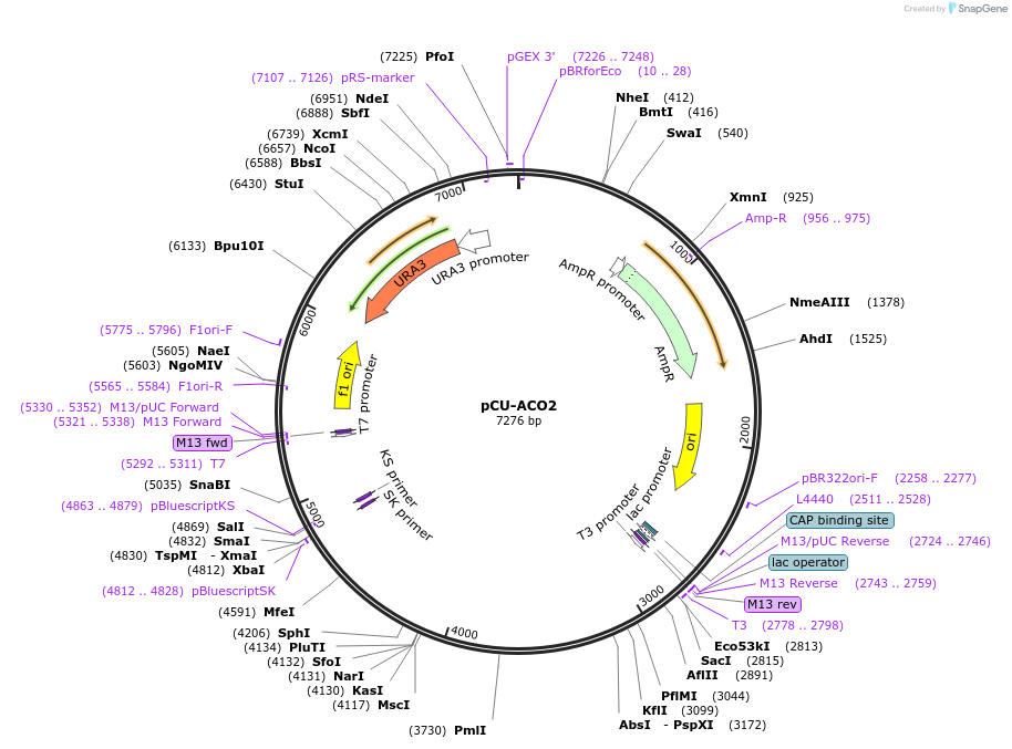 45327-plasmid-map-sequence-id-63472