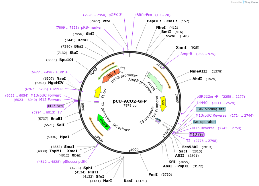 45328-plasmid-map-sequence-id-63473