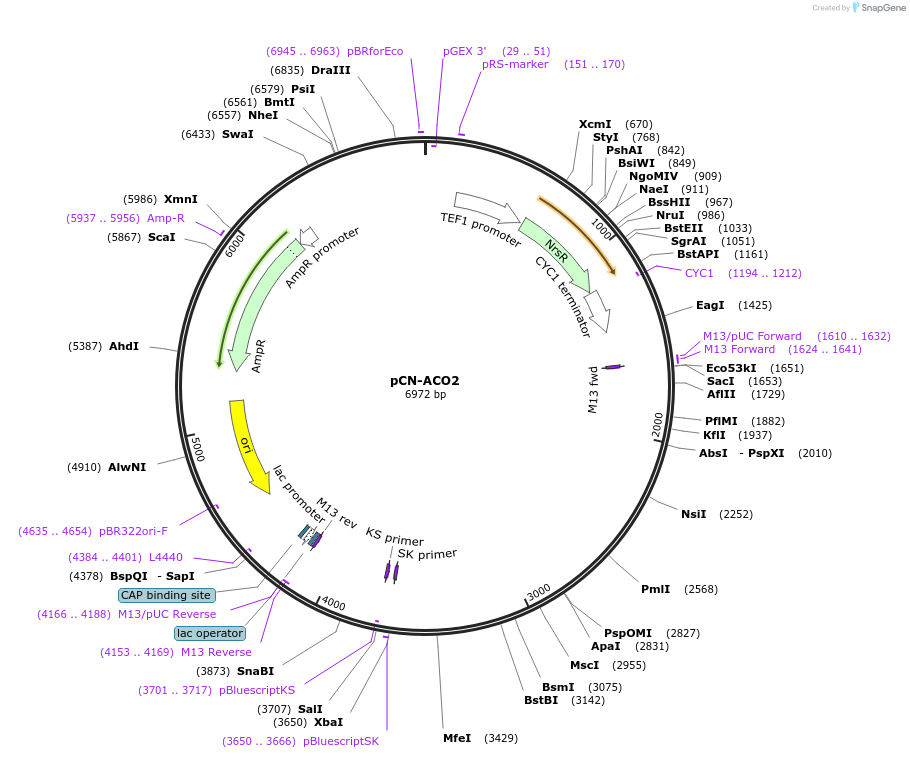 45329-plasmid-map-sequence-id-63474