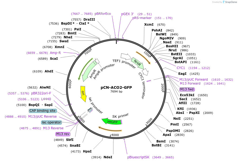 45330-plasmid-map-sequence-id-63476
