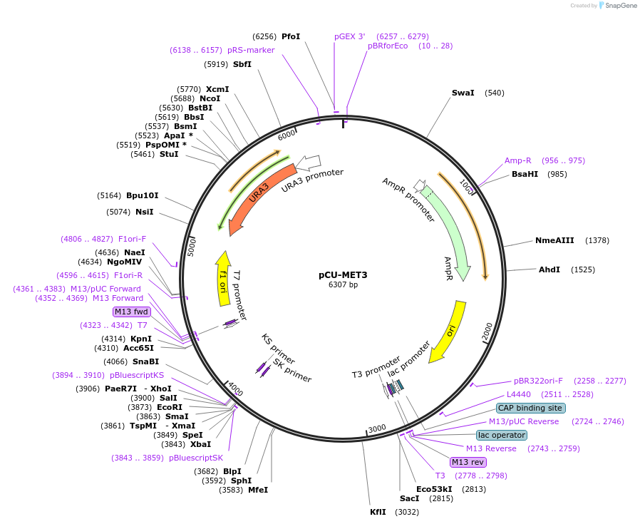 45336-plasmid-map-sequence-id-63483