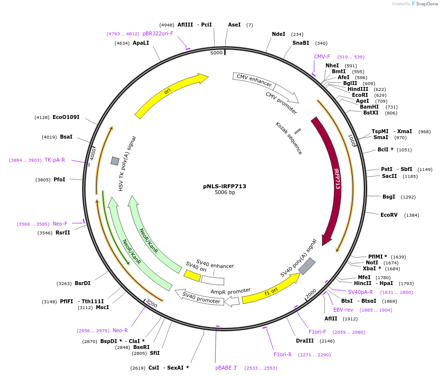 45468-plasmid-map-sequence-id-63506