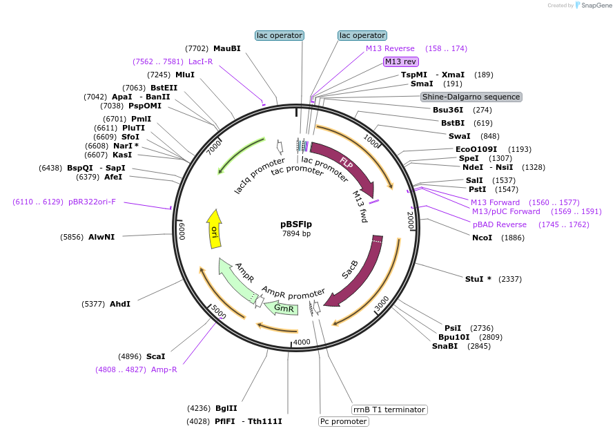 45470-plasmid-map-sequence-id-63508