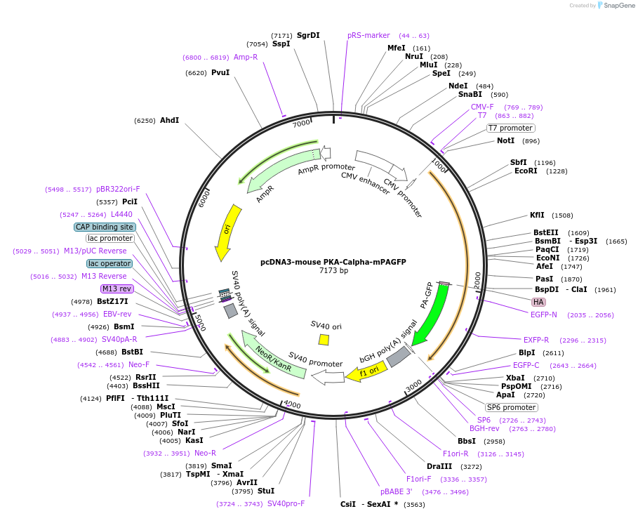 45524-plasmid-map-sequence-id-63620