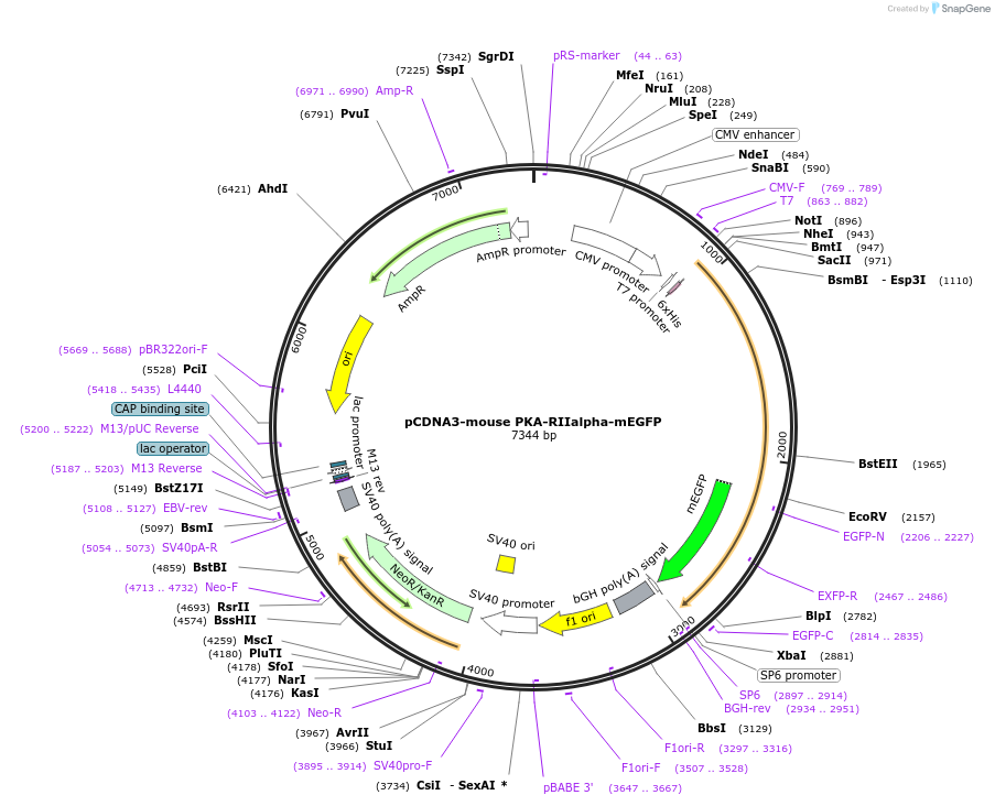 45527-plasmid-map-sequence-id-63623