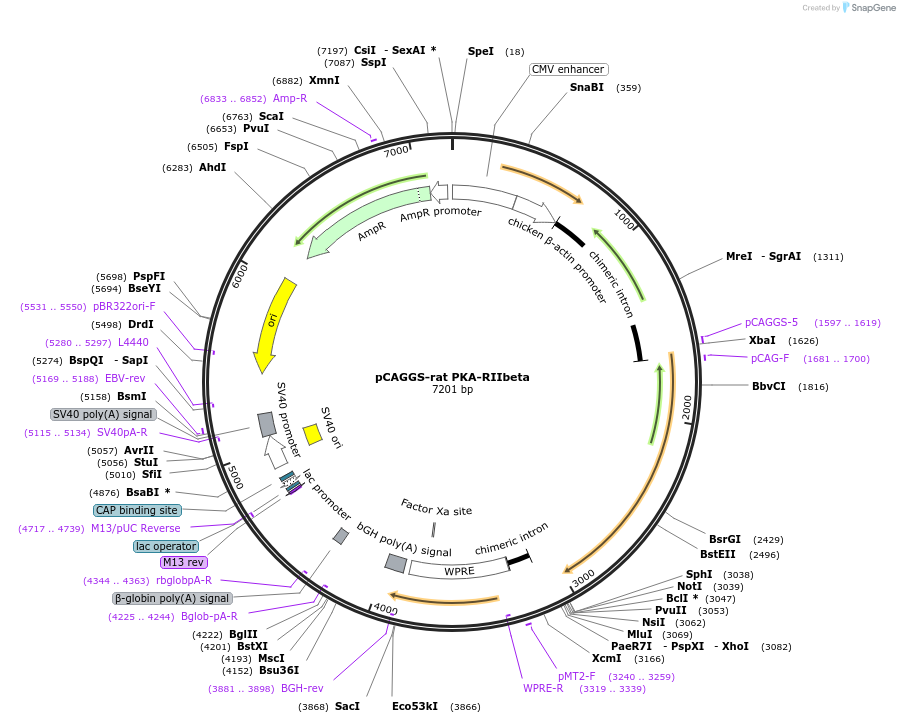 45529-plasmid-map-sequence-id-63625