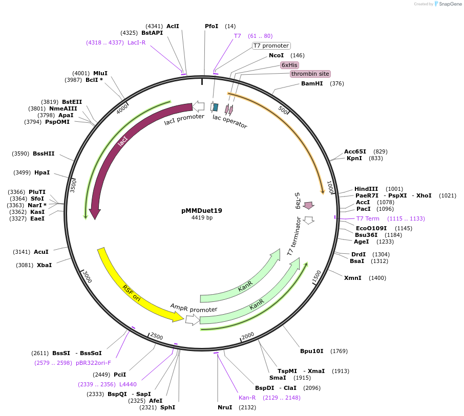 45594-plasmid-map-sequence-id-63860