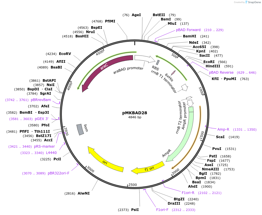 45595-plasmid-map-sequence-id-63861