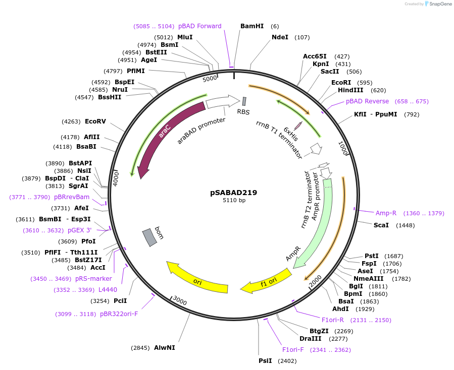 45596-plasmid-map-sequence-id-63865