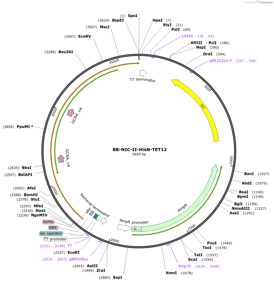 45496-plasmid-map-sequence-id-63930