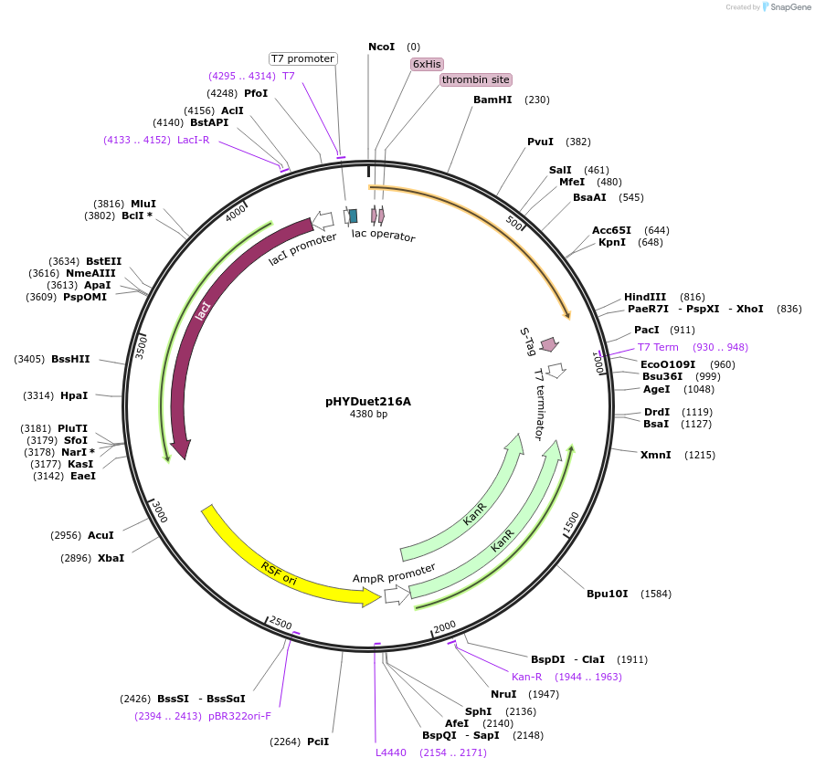 45611-plasmid-map-sequence-id-63932