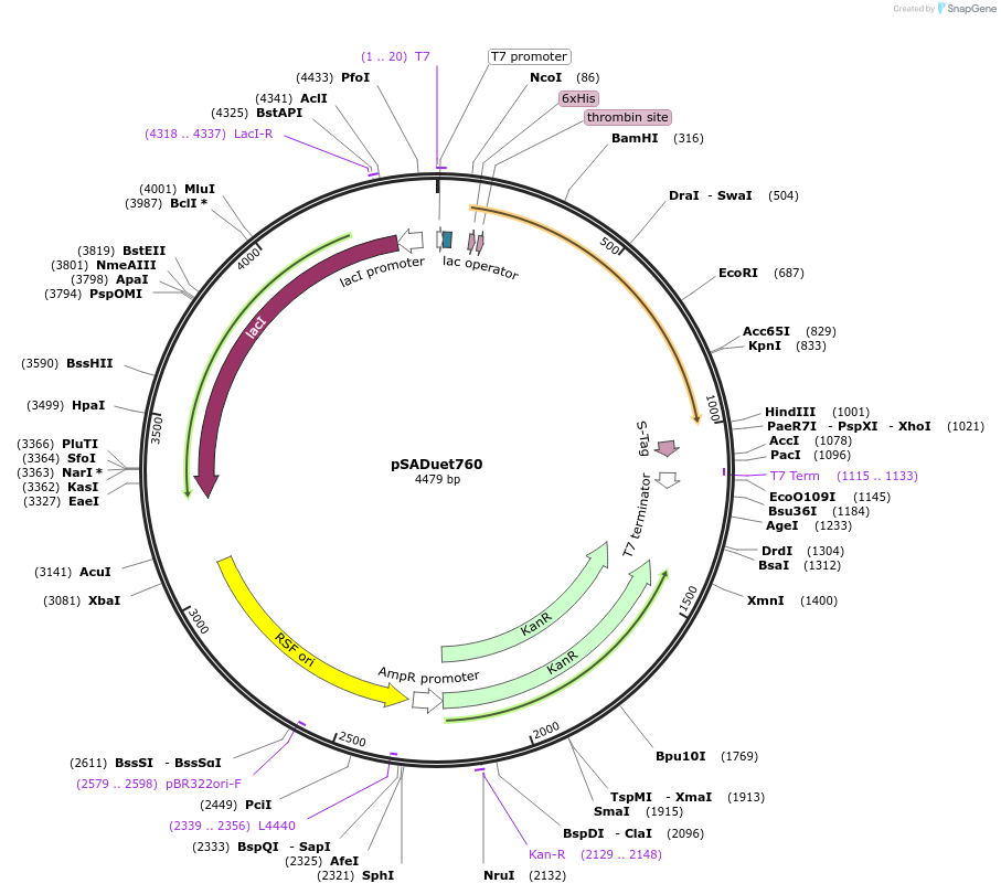 45613-plasmid-map-sequence-id-63934