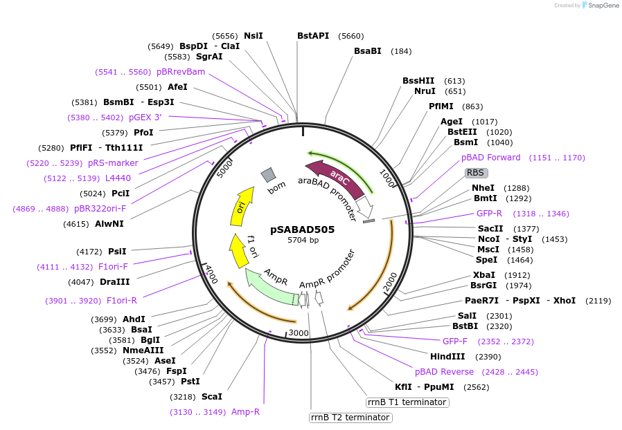 45615-plasmid-map-sequence-id-63935