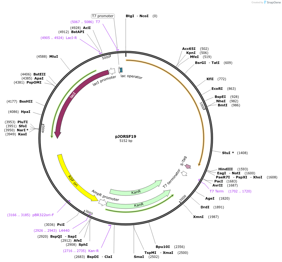 45614-plasmid-map-sequence-id-63936