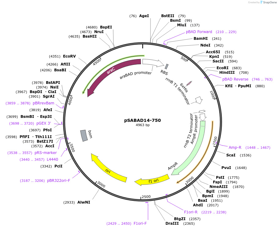45616-plasmid-map-sequence-id-63937
