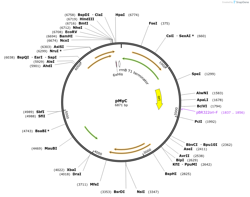42192-plasmid-map-sequence-id-63963