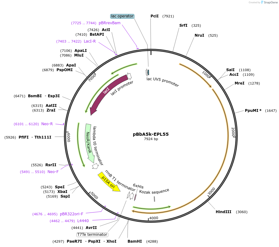 45418-plasmid-map-sequence-id-64017