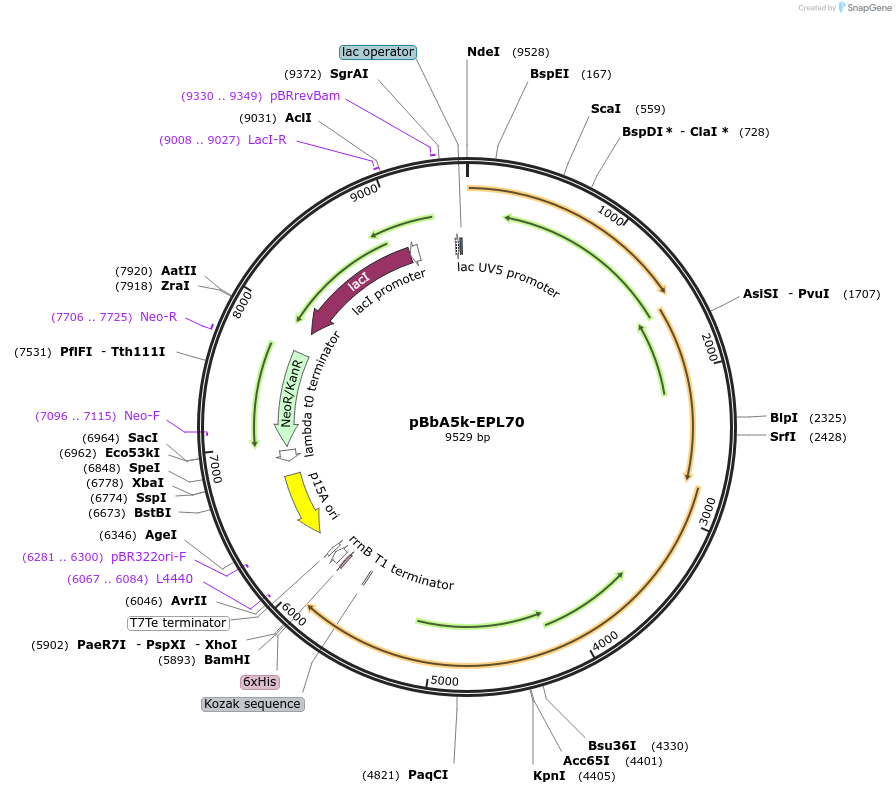 45429-plasmid-map-sequence-id-64028