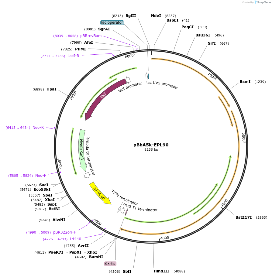 45432-plasmid-map-sequence-id-64031
